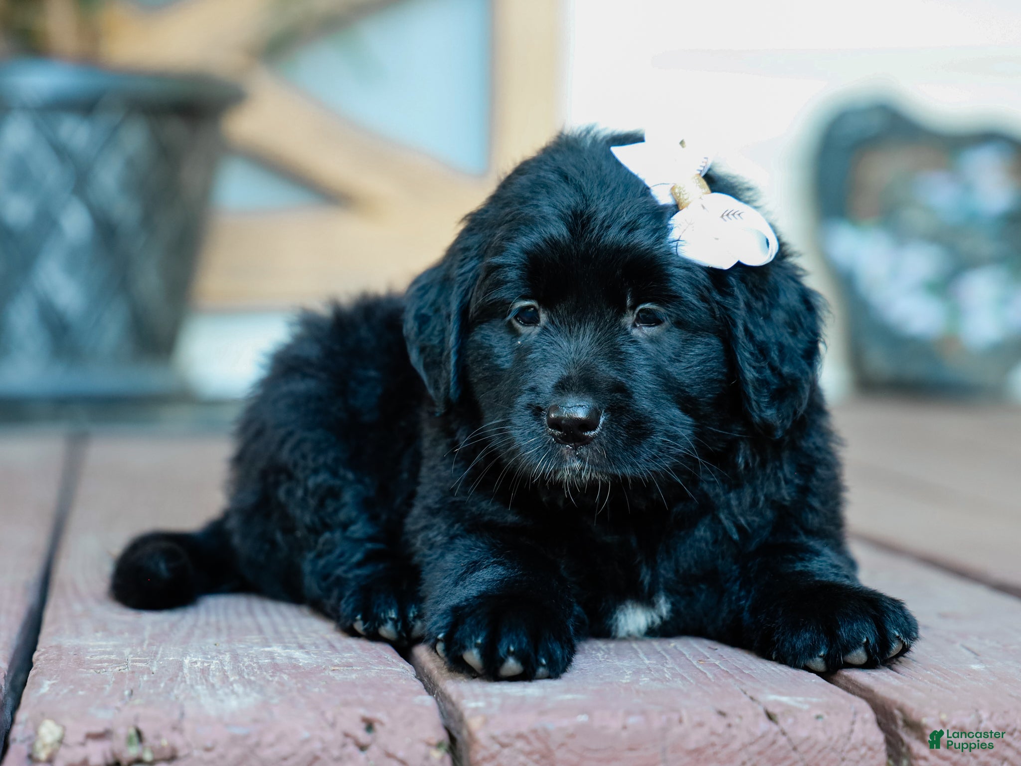 Mixed Breed dogs Courtney Golden Retriever/Jug Puppy - Ad 2