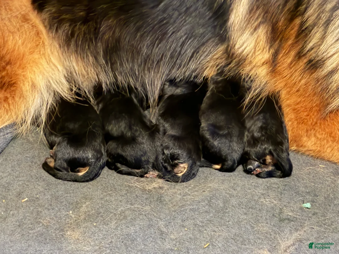 German Shepherd dogs for sale: Lh Champion bred import girl - Ad 7