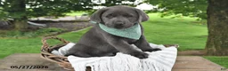 Labrador Retriever dogs for sale: Gunnar - Ad 3