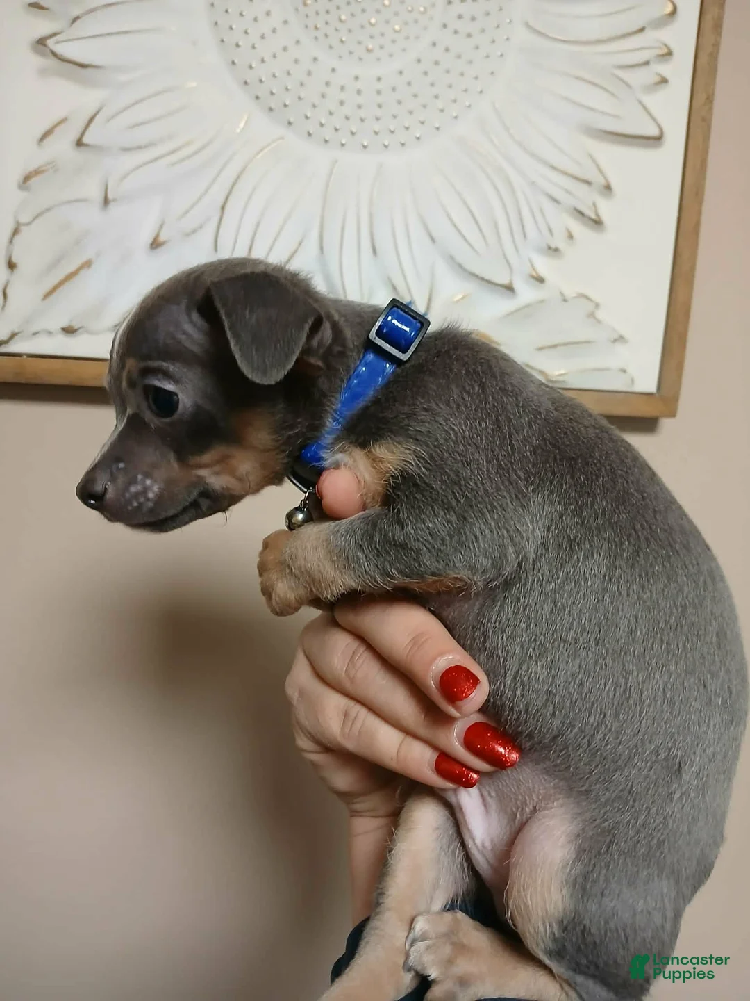 Chihuahua dogs for sale: Ash ( toy ) - Ad 9