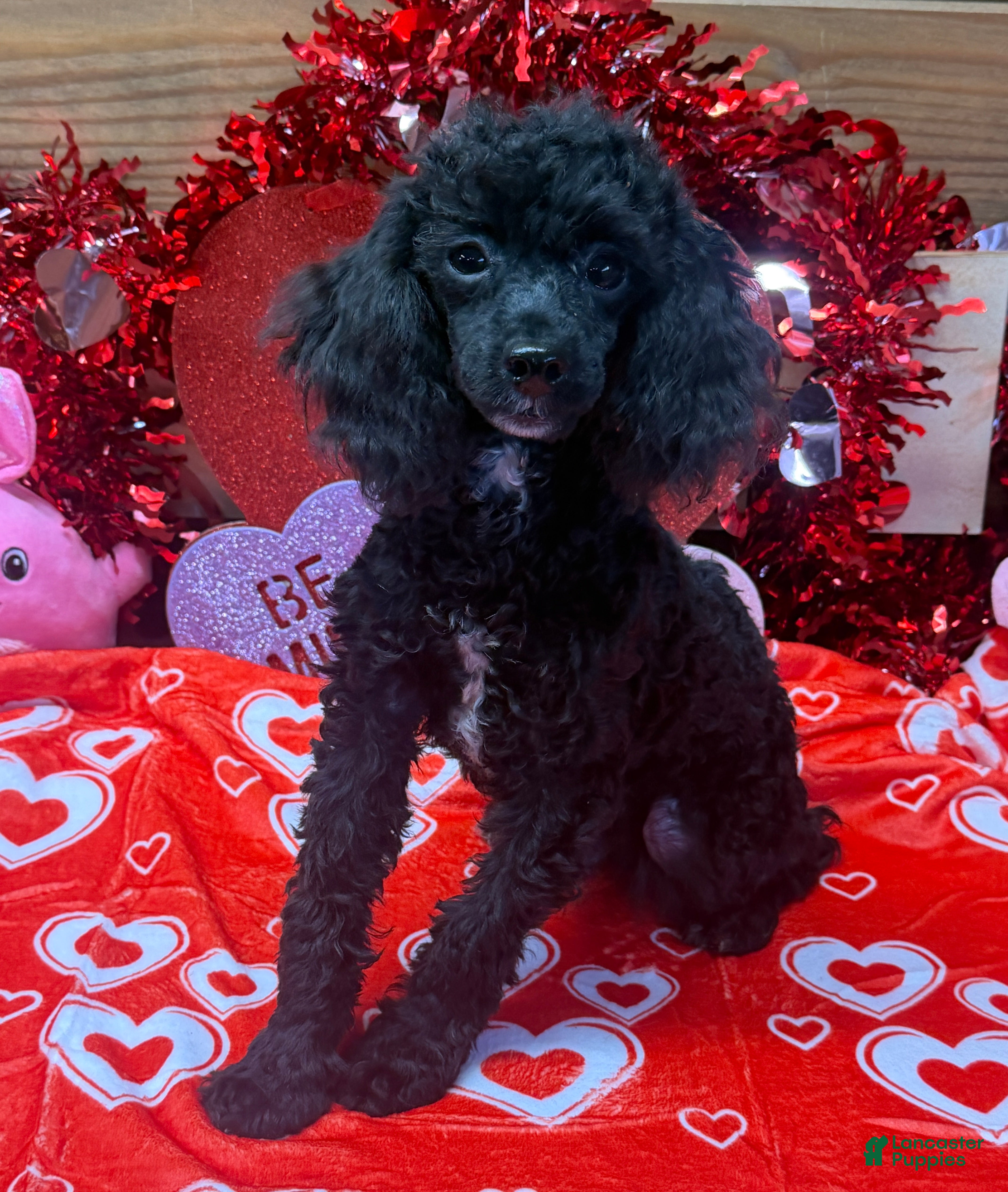 Toy Poodle dogs Abe - Ad 1