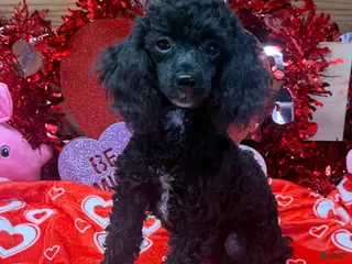 Toy Poodle dogs Abe - Ad 33