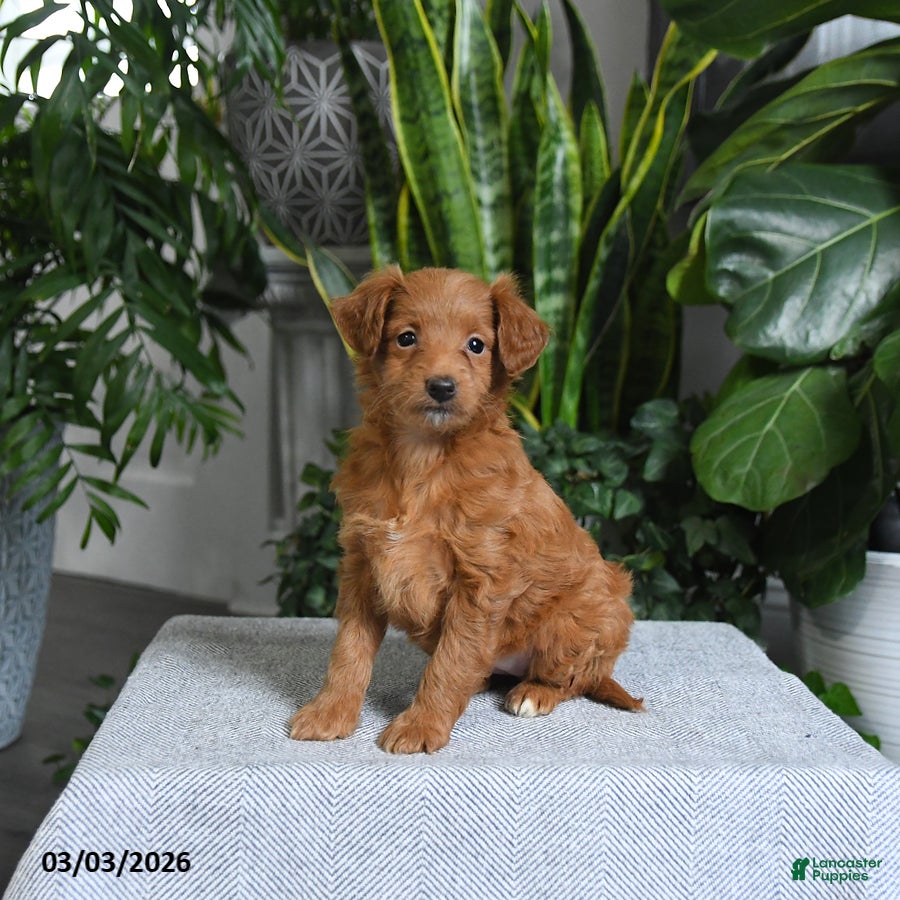 Mini Goldendoodle dogs Bella   - Ad 1