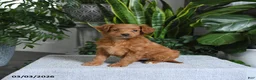 Mini Goldendoodle dogs for sale: Bella   - Ad 1