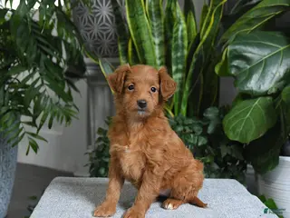 Mini Goldendoodle dogs for sale: Bella - Ad 2