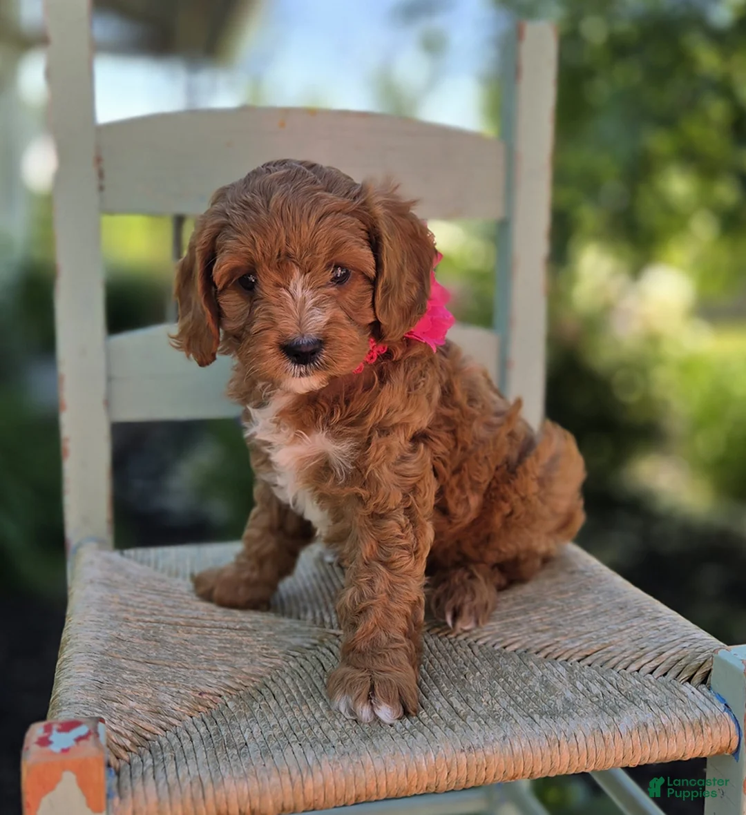 Cavapoo dogs for sale: Meloday - Ad 2