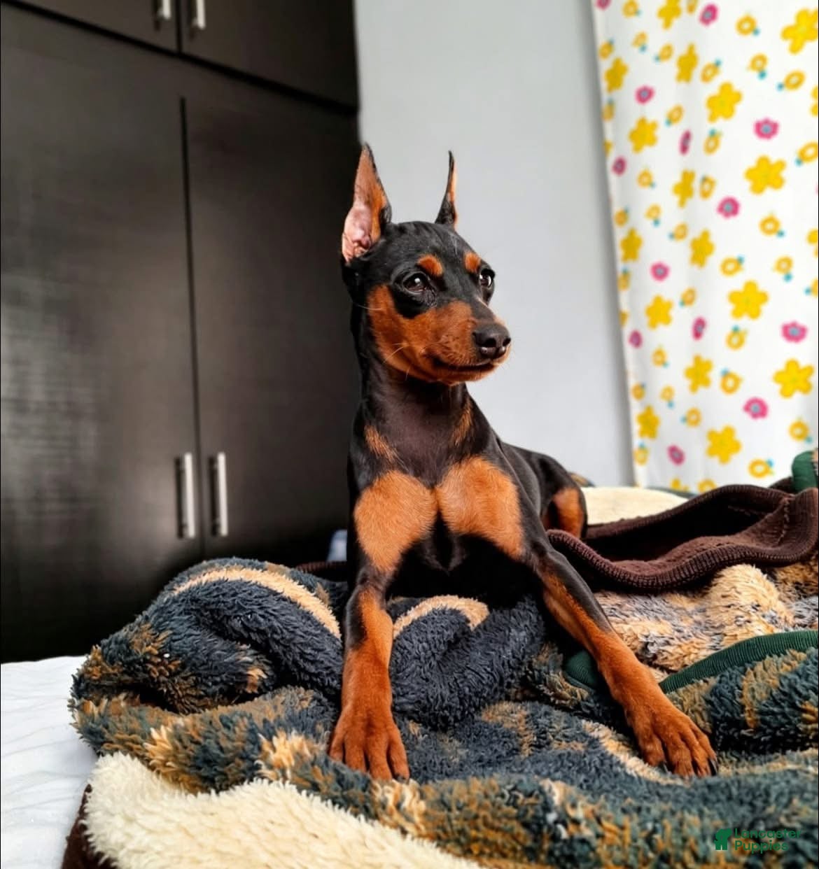 Miniature Pinscher dogs Miniature Pinscher 2 - Ad 16