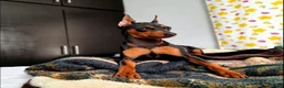 Miniature Pinscher dogs for sale: Miniature Pinscher 2 - Ad 1