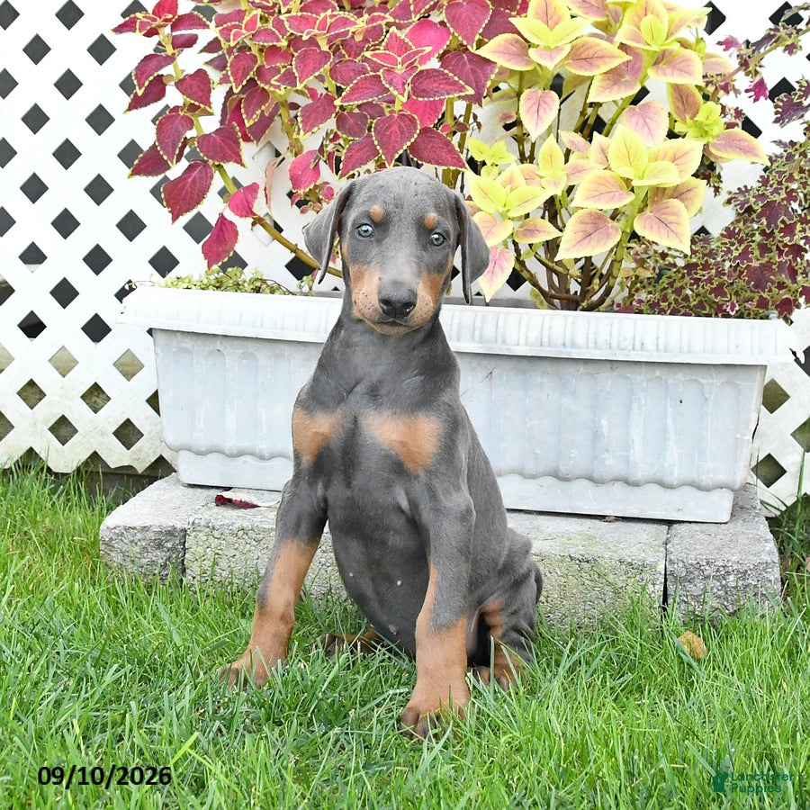 Doberman Pinscher dogs Petunia - Ad 1