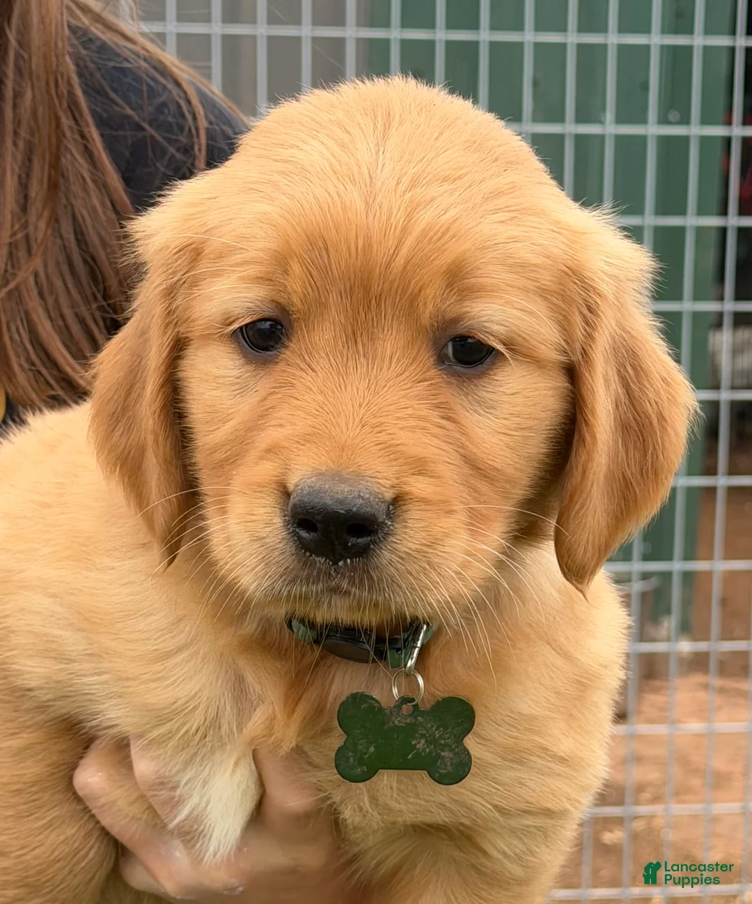 Golden Retriever dogs for sale: Golden Retriever Puppy Green - Ad 1