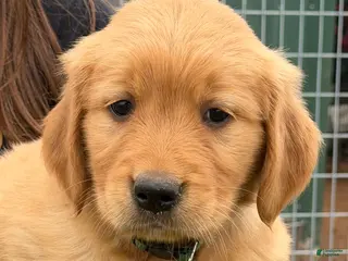 Golden Retriever dogs Golden Retriever Puppy Green - Ad 23