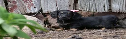 Miniature Dachshund dogs for sale: Bella - Ad 7