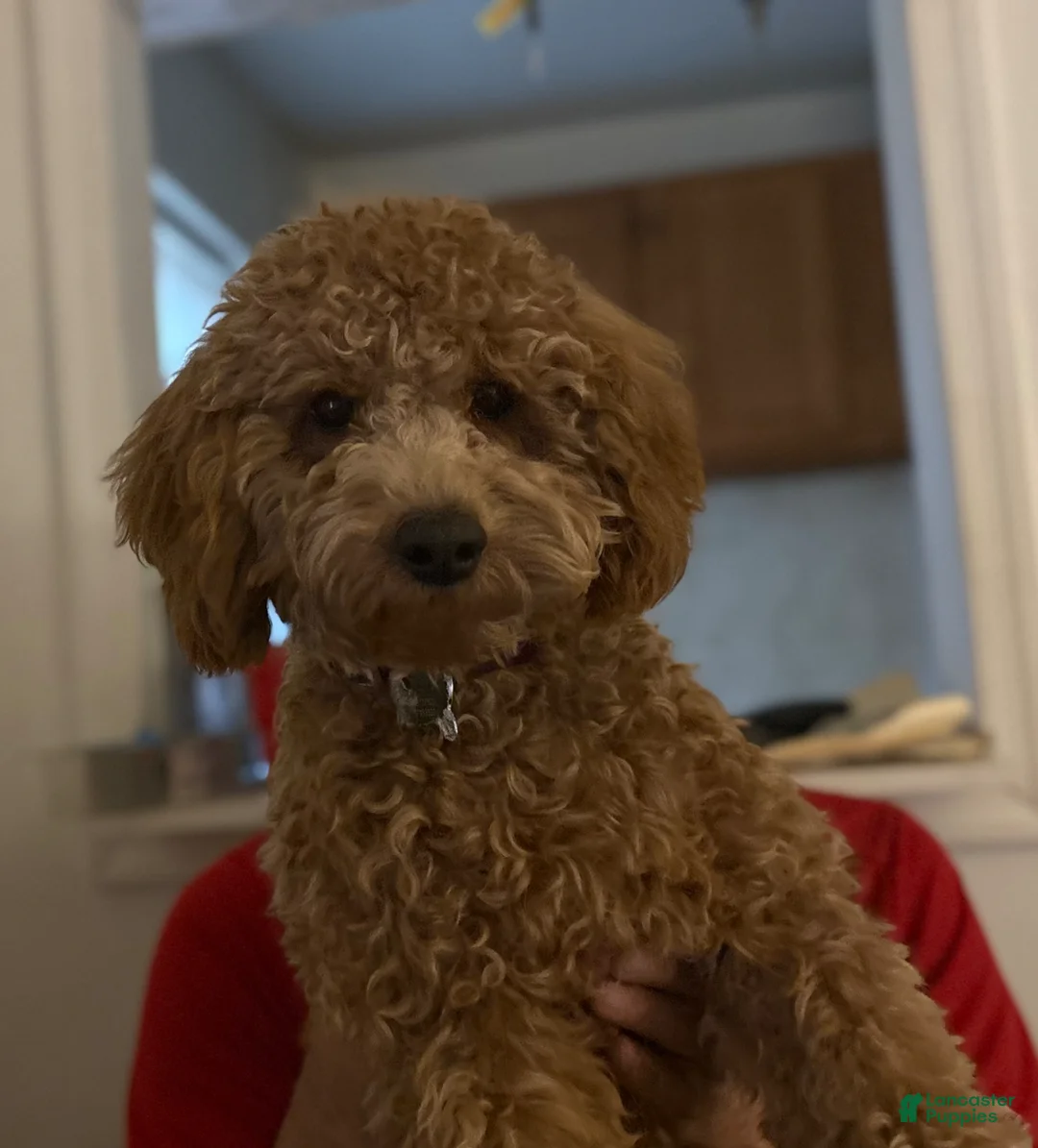 Mini Goldendoodle dogs for sale: Mini Goldendoodle Puppy 1 - Ad 2
