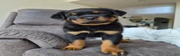 Rottweiler dogs for sale: Zeke - Ad 4