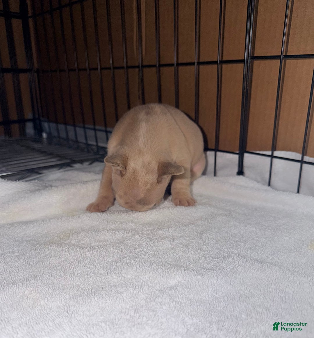 French Bulldog dogs for sale: Mini - Ad 6