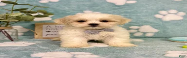 Milo