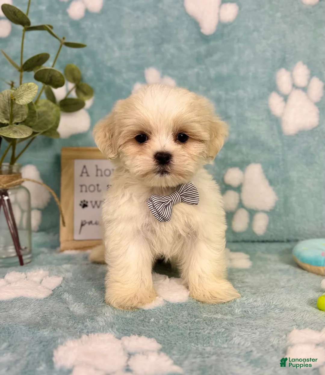 Malshi dogs for sale: Milo - Ad 1