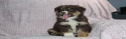 Australian Shepherd dogs for sale: Poppy - Ad 3