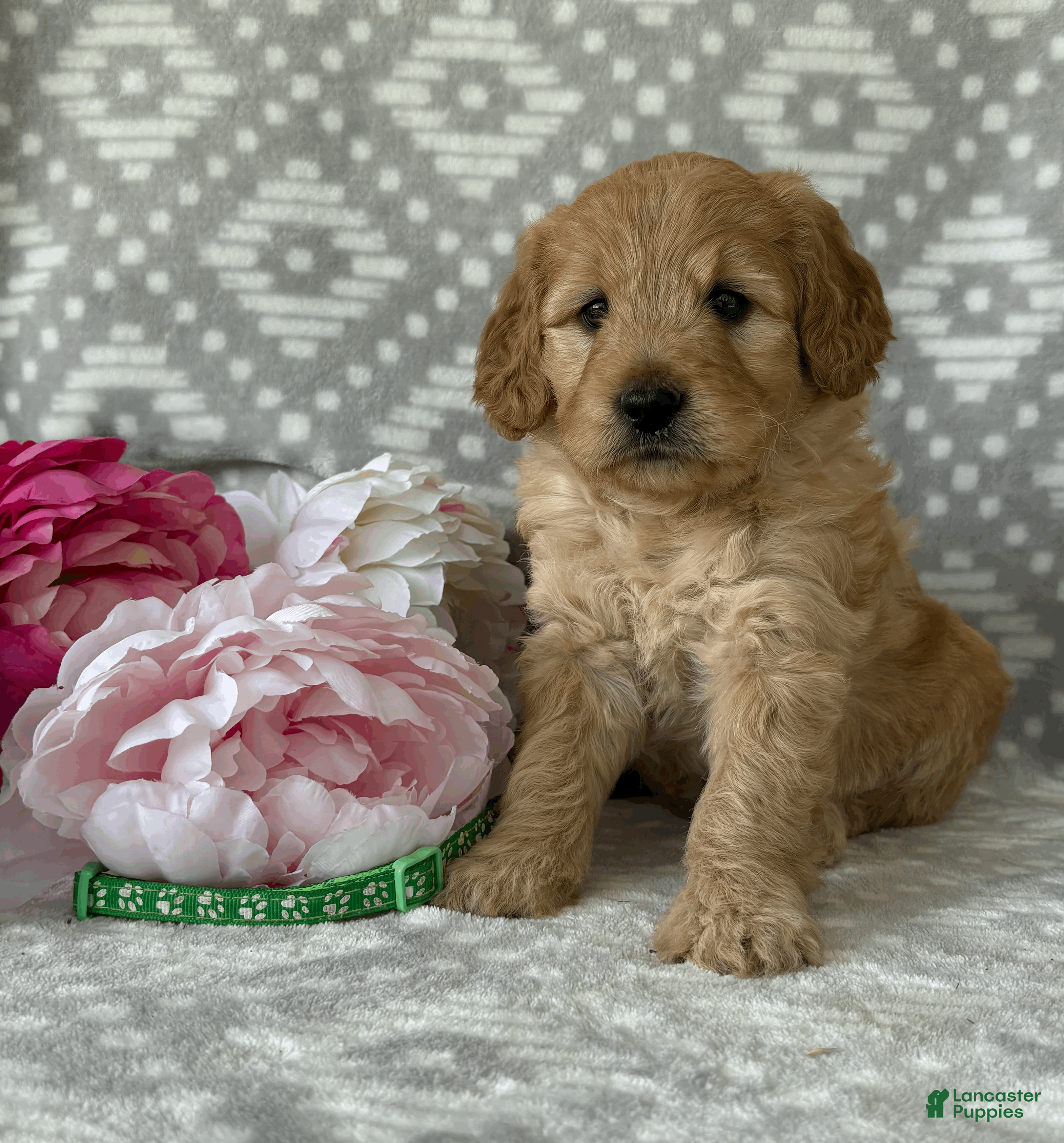 Goldendoodle dogs for sale: Daisy - Ad 1