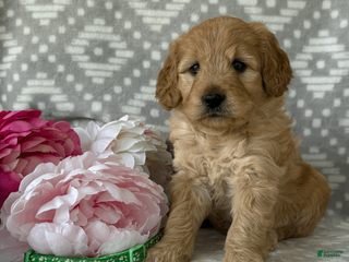Goldendoodle dogs for sale: Daisy - Ad 1