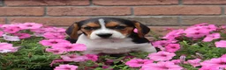 Beagle dogs for sale: Remi - Ad 9