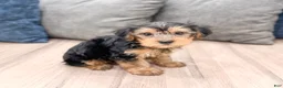 Yorkshire Terrier dogs for sale: Elvis - Ad 3