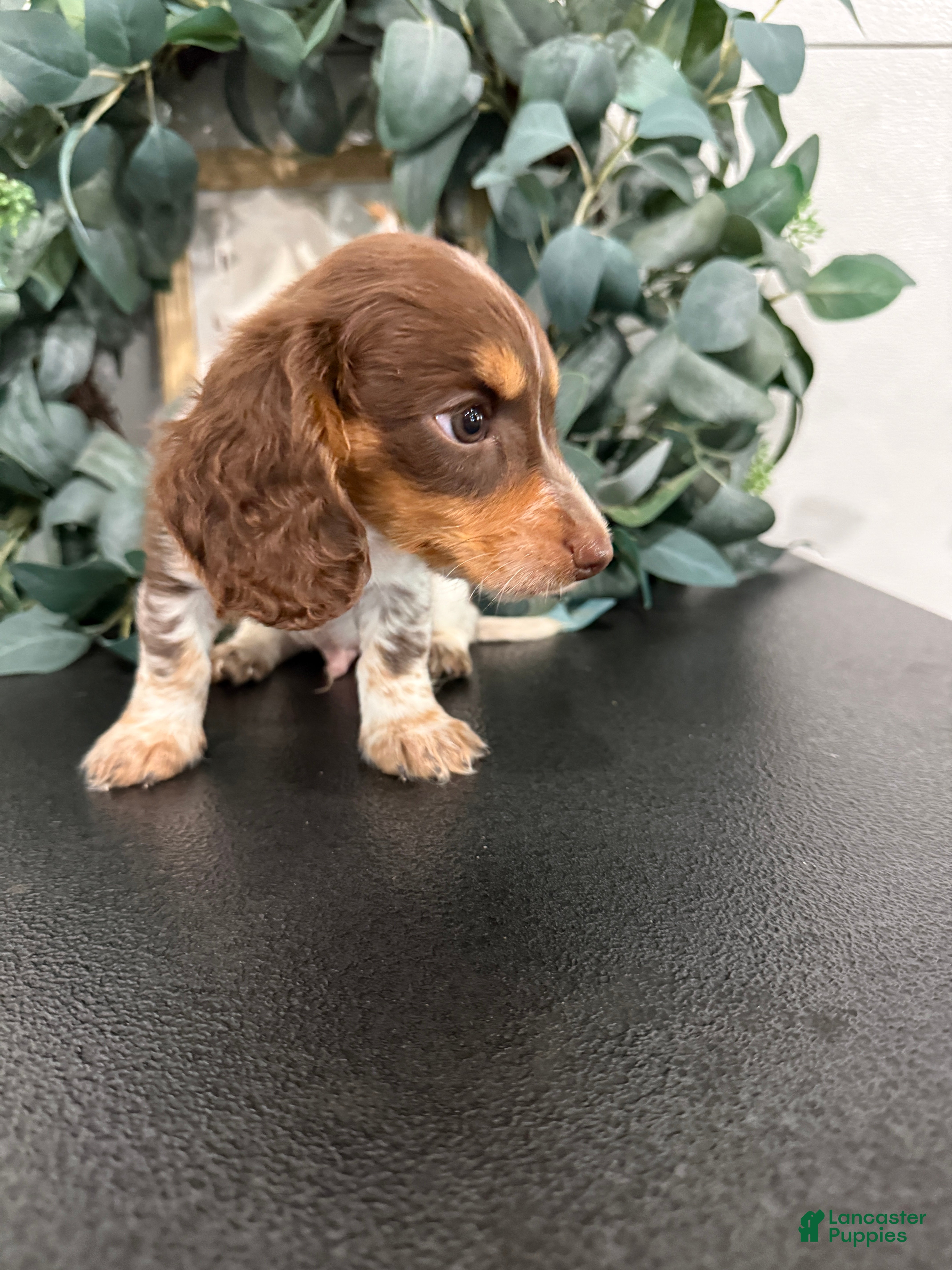 Miniature Dachshund dogs River - Ad 2