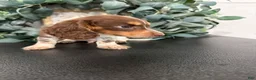 Miniature Dachshund dogs for sale: River - Ad 2