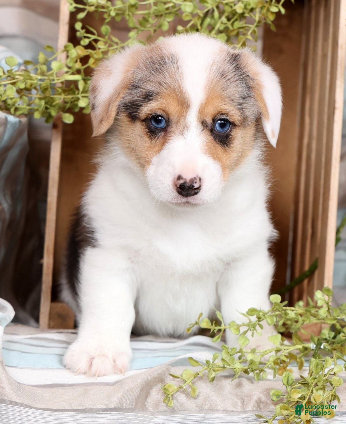 Welsh Corgi Pembroke dogs Teresa - Ad 1