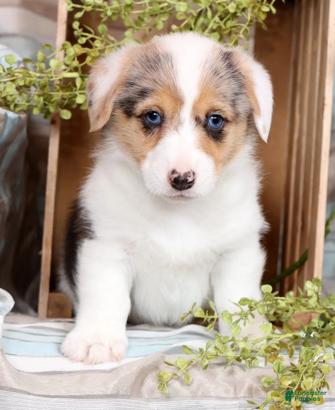 Welsh Corgi Pembroke dogs for sale: Teresa - Ad 1