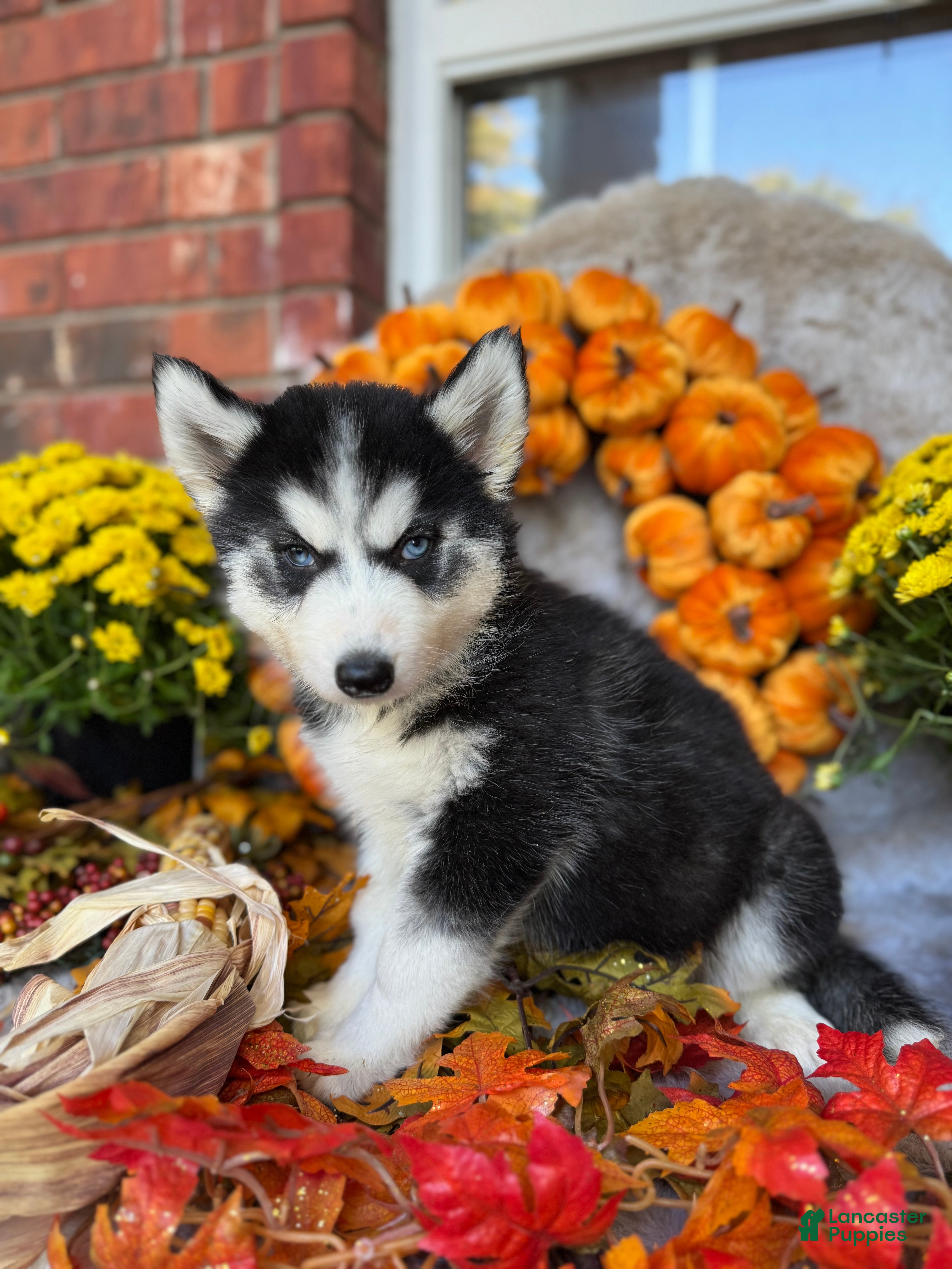 Siberian Husky dogs Siberian Husky Puppy 2 - Ad 10