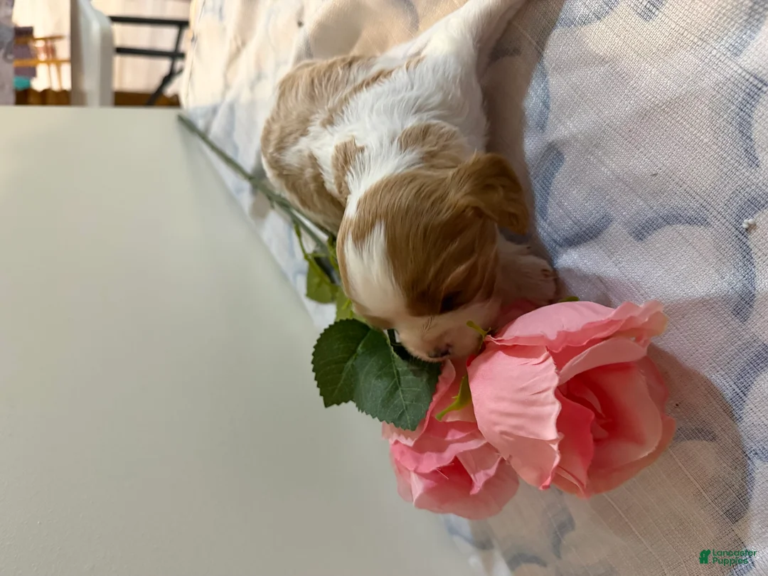 Cavalier King Charles Spaniel dogs for sale: Smartie Cavalier King Charles Spaniel puppy  - Ad 2