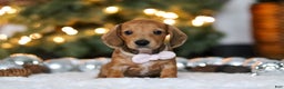 Miniature Dachshund dogs for sale: Willow - Ad 1