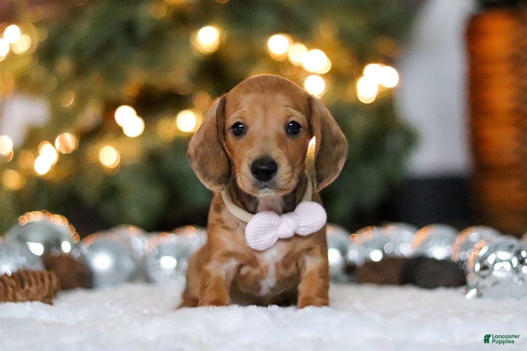 Miniature Dachshund dogs for sale: Willow - Ad 1