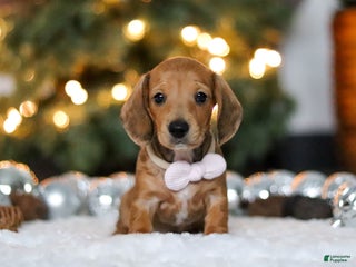 Miniature Dachshund dogs Willow - Ad 31