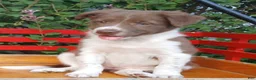 Border Collie dogs for sale: Velvet - Ad 4
