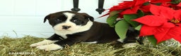 Mixed Breed dogs for sale: Rover - Ad 2