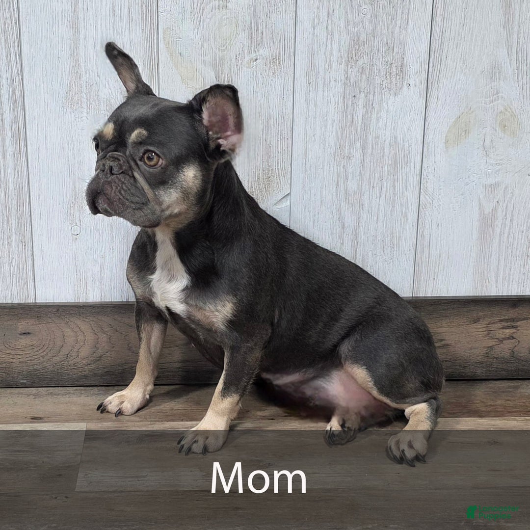 French Bulldog dogs for sale: Leo - Ad 9