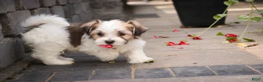 Penelope Havanese 