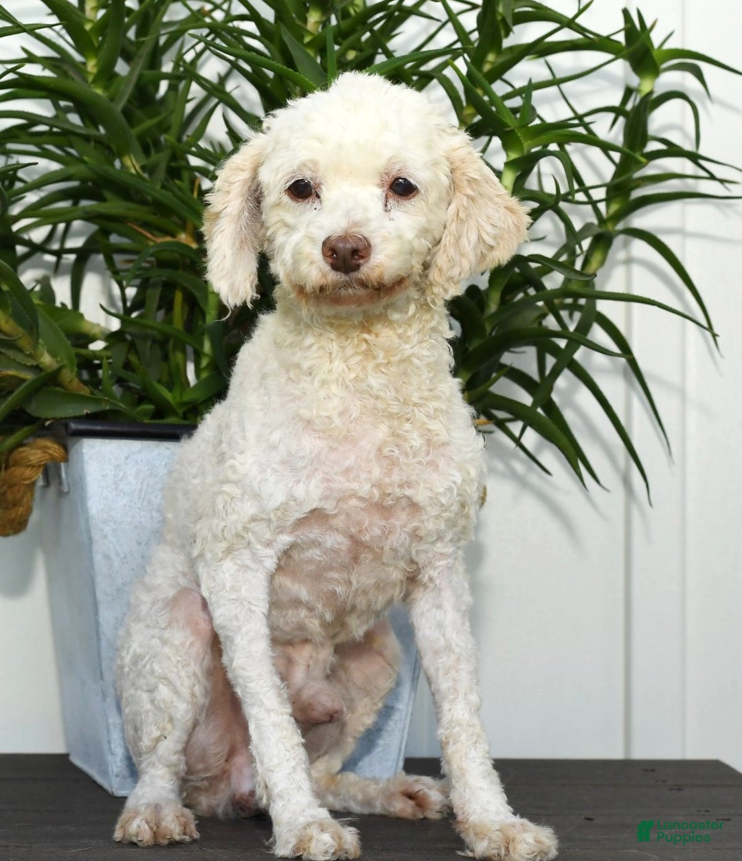 Miami Poodle Cut Short Ears Miniature Poodle Grooming Town And