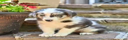 Australian Shepherd dogs for sale: Larry - Ad 3