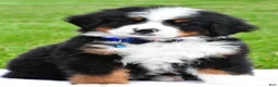 Bernese Mountain Dog dogs for sale: Robby - Ad 1