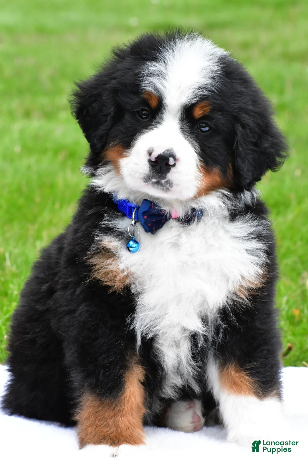 Bernese Mountain Dog dogs for sale: Robby - Ad 1