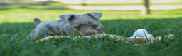 Miniature Pinscher dogs for sale: MOLLY - Ad 14
