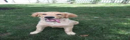 Golden Retriever dogs for sale: Golden Retriever 1 - Ad 17