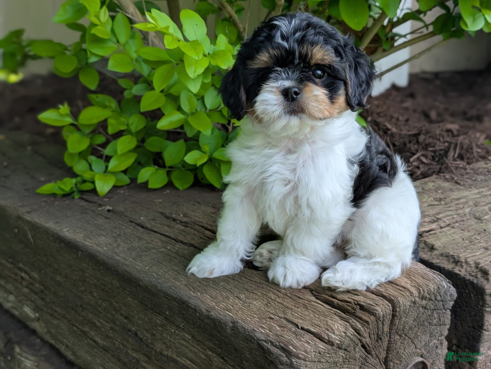 Shihpoo dogs Maggie - Ad 2