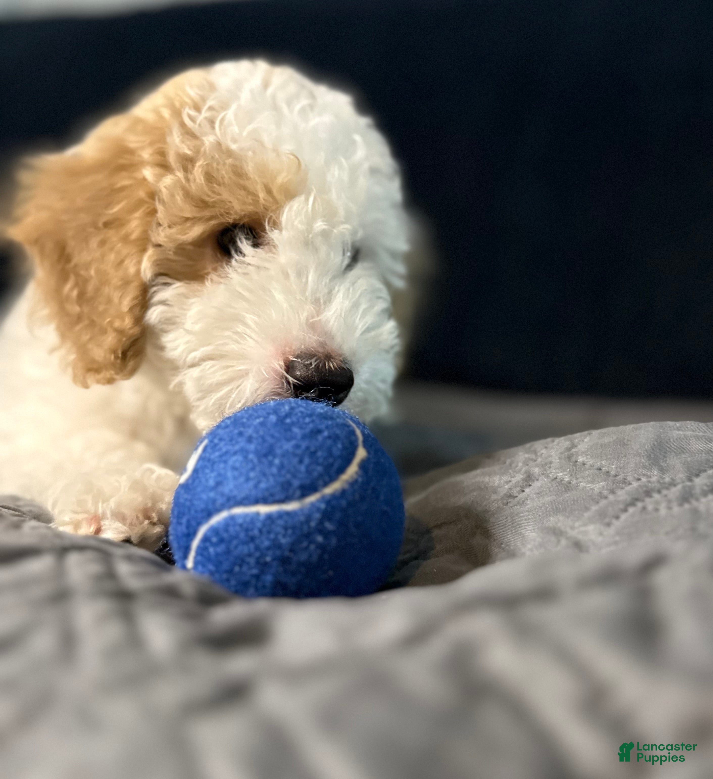 Mini Goldendoodle dogs Mini Goldendoodle 2 - Ad 10