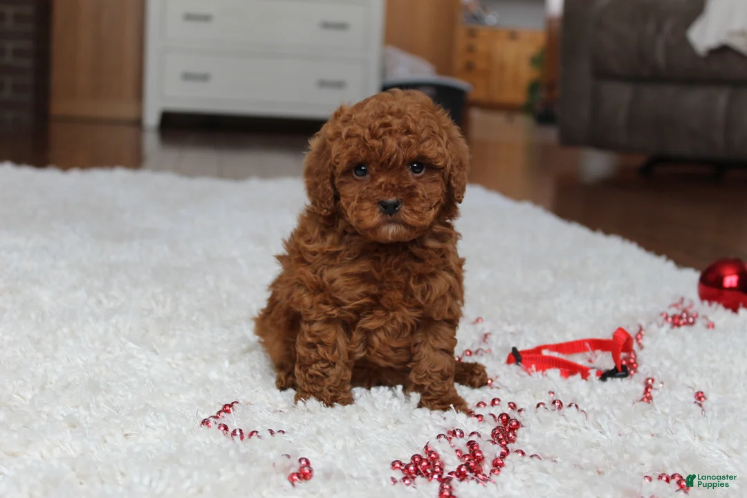 Toy Poodle dogs for sale: Tiny Asher - Ad 9