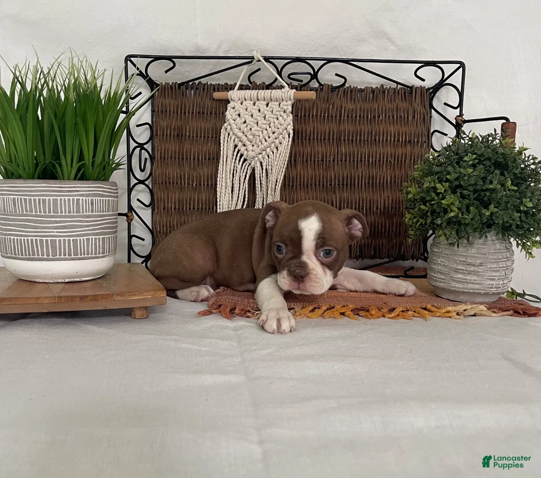 Boston Terrier dogs for sale: Debby - Ad 2