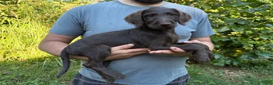 Labradoodle 1
